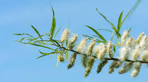Osier Willow (Salix viminalis) - British Trees - Woodland Trust