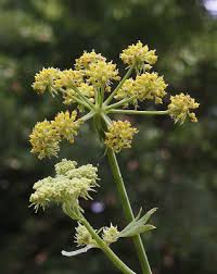 Levisticum officinale - Michigan Flora