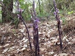 Limodorum abortivum - Violet Limodore/Violet Bird's-nest Orchid
