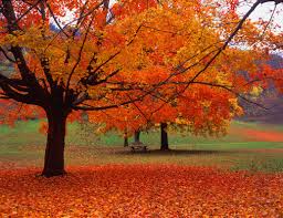 Image result for fall leaves