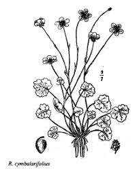 Sp. Ranunculus cymbalarifolius - florae.it