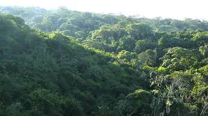 Image result for sambisa forest