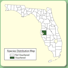 Pleioblastus pygmaeus - Species Page - ISB: Atlas of Florida Plants