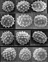 Pollen Morphological Studies on the Genus Cirsium Mill. (Asteraceae)