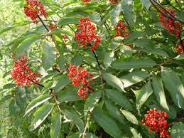 Sambucus racemosa (Red elderberry) | Native Plants of North America