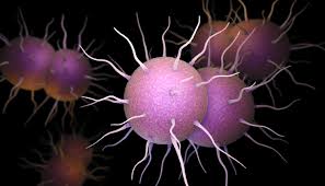 gonorrhea antibiotic Advanced Antibiotic Breakthrough: Exciting Findings from Phase 3 Trial Targeting Gonorrhea