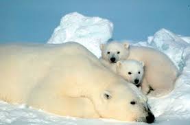 Znalezione obrazy dla zapytania niedźwiedź polarny