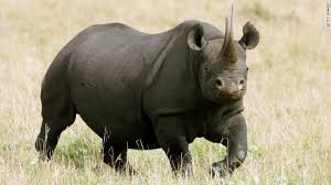Image result for black rhino