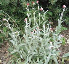 Helichrysum - Wikipedia