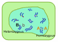 heterozygous