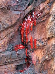 Image result for tree that bleeds