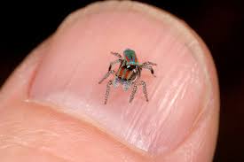 Image result for peacock spider pup tent
