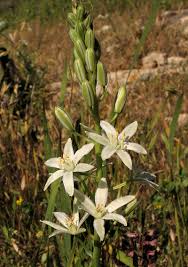 Wild Plants of Malta & Gozo - Plant: Ornithogalum narbonense ...