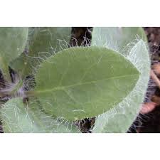 Hieracium symphytifolium Froel. | Anthosart