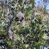 Smartphone tracking technology helps to conserve koala habitat in...