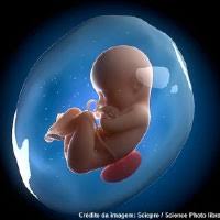 Resultado de imagen para embrión en agua fetal