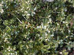 Buxus balearica PFAF Plant Database