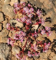 Sedum caeruleum (Azure Stonecrop) : MaltaWildPlants.com - the ...