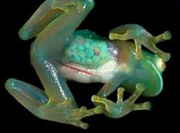 نوع نادر من الضفادع يتحول الى زجاج - ضفادع الضفادع ضفدع زجاجى شفاف -transparent glass frog
