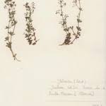 Galium corsicum Spreng. (Flora mundial) - Pl@ntNet identify