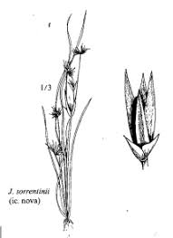Sp. Juncus sorrentinii - florae.it