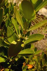 Buxus balearica - Wikipedia