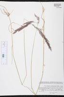 Calamagrostis pseudophragmites - SEINet Portal Network