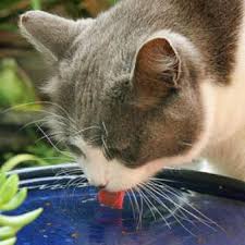 Resultado de imagen para deshidratación en los gatos