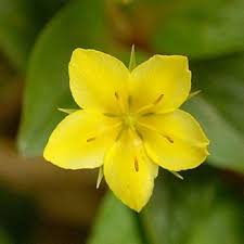 Wildflower Pimpernel, Yellow Irish Wild Flora Wildflowers of Ireland