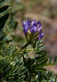 Astragalus leontinus (LInz Milk-vetch) - The Alpine Flora of Zermatt ...