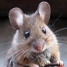 Image result for mouse in the house
