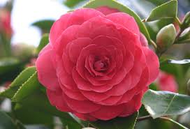 Resultado de imagen de flores hermosas