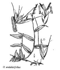 Gp. Anthyllis vulneraria maura - florae.it