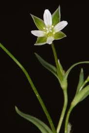 Moenchia erecta (L.) G.Gaertn., B.Mey. & Scherb. | Plants of the ...