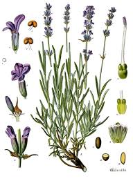 Lavandula angustifolia - Wikipedia