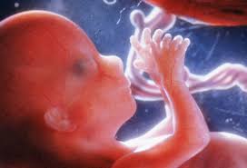 Image result for abortion kills unborn children