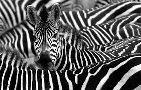 Resultado de imagem para zebras
