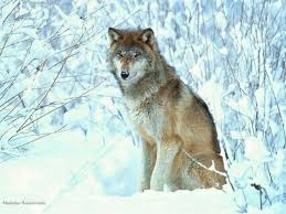 Résultat de recherche d'images pour "loup"