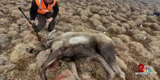 "Unprecedented Discovery: First Reported Case of a Rabid Moose Found in Western Alaska"