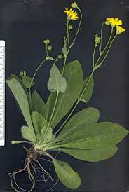 Hieracium pseudocerinthe (Mosqueruela, Teruel). | Download ...