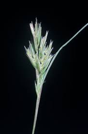 Schismus arabicus Calflora
