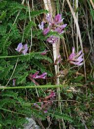 Astragalus monspessulanus - Wikipedia