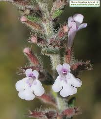 Micromeria microphylla (Maltese savory) : MaltaWildPlants.com - the ...