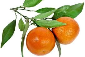 Image result for doterra tangerine top quality