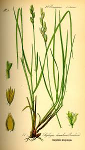Danthonia decumbens — Wikipédia