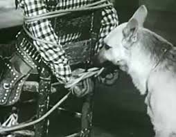 Image result for images of bullet on the roy rogers show