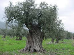 Resultado de imagen de olivo
