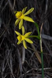 Image result for Narcissus flavus