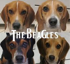 Funny Beagle Quotes. QuotesGram via Relatably.com