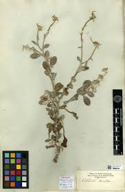 Lectotype of Calendula suffruticosa subsp. tomentosa (Ball) Murb ...